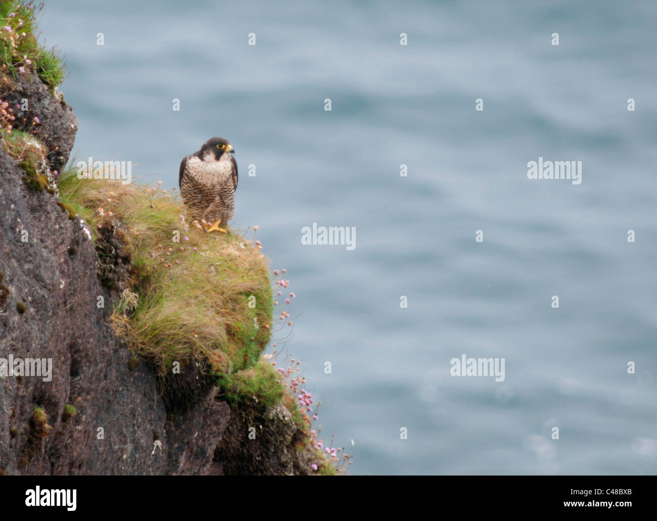 Falco pellegrino (Falco peregrinus) arroccato sulla scogliera del Pembrokeshire Coast in Galles Foto Stock
