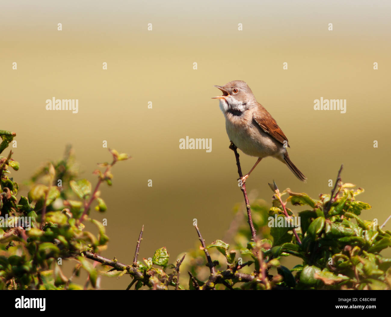 Arroccato Whitethroat maschio (Sylvia communis) cantare da Bush in Pembrokeshire Foto Stock