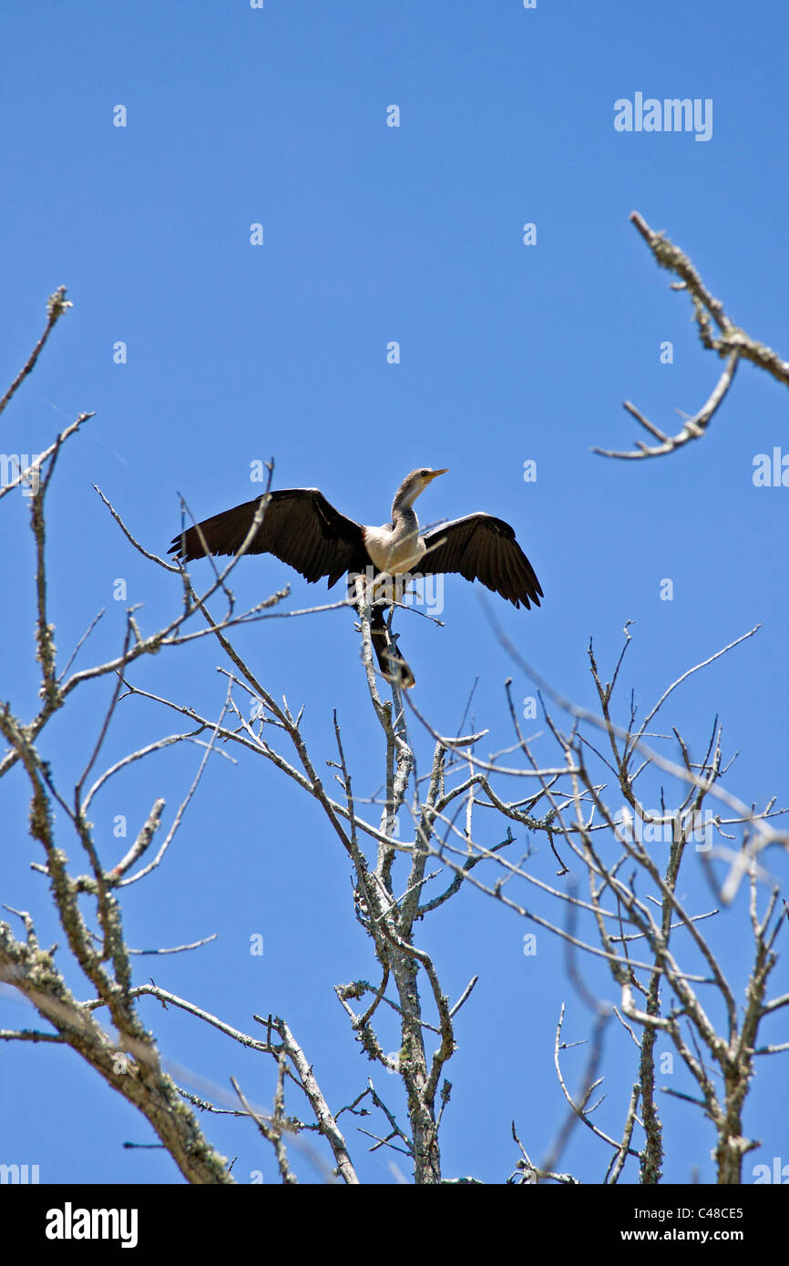 Cormorano uccello, Magnolia Plantation & giardini, vicino a Charleston, Carolina del Sud, STATI UNITI D'AMERICA Foto Stock