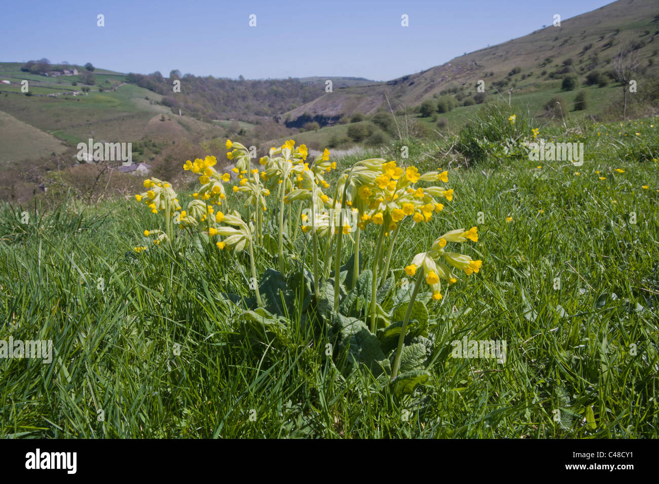 Cowslips (Primula veris) Foto Stock