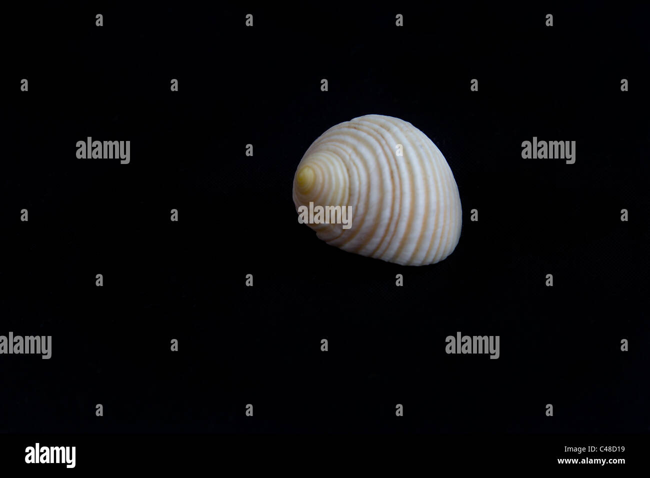 Sembra un po' come una minty dolce questo spogliato soft rotearlo seashell Foto Stock Sembra un po' come una minty dolce questo spogliato soft rotearlo seashell Foto Stock