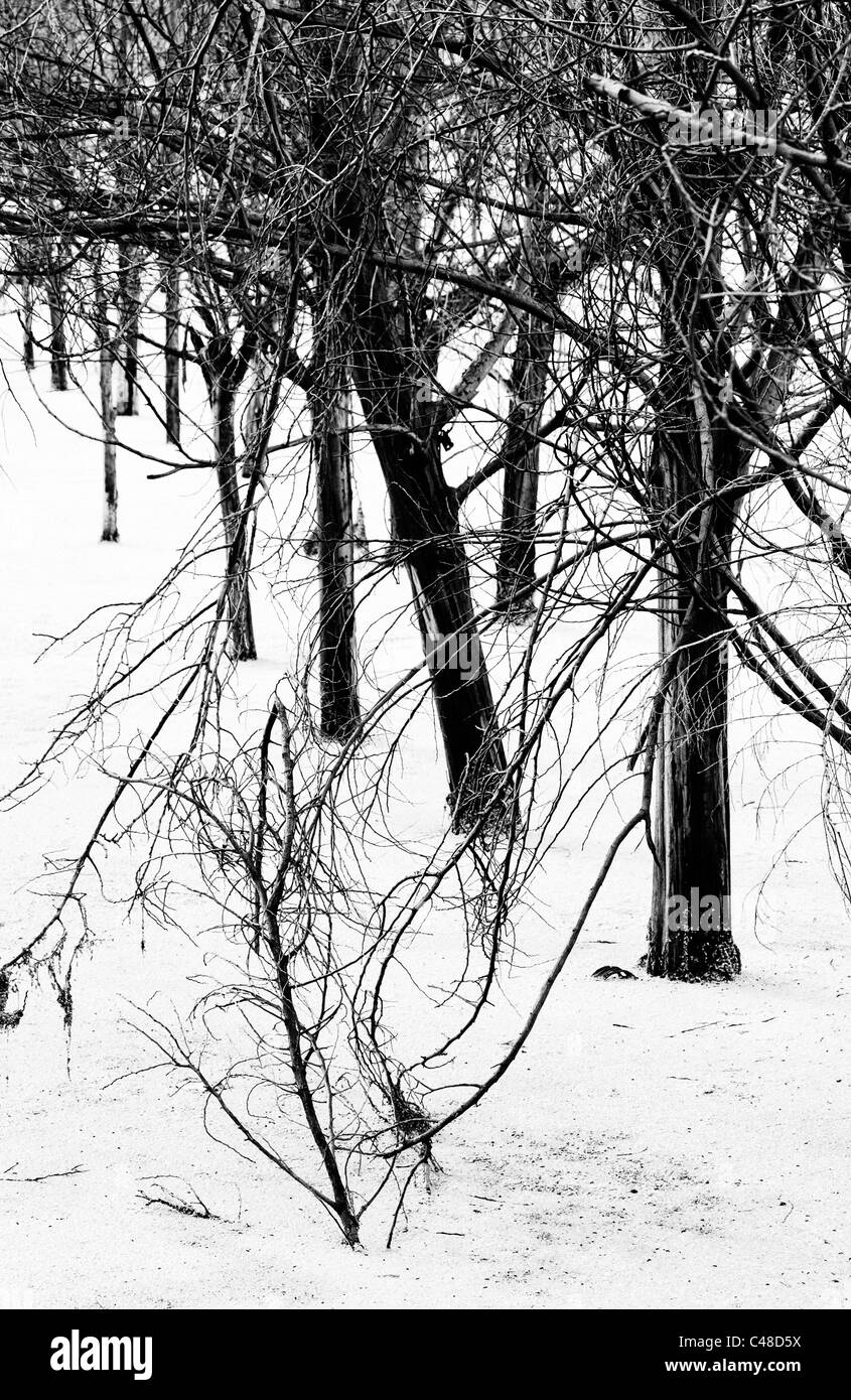Alberi parzialmente sommerso dall'acqua, a causa delle pesanti piogge che corsa il territorio colombiano nel 2011. Sogamoso, Colombia Foto Stock