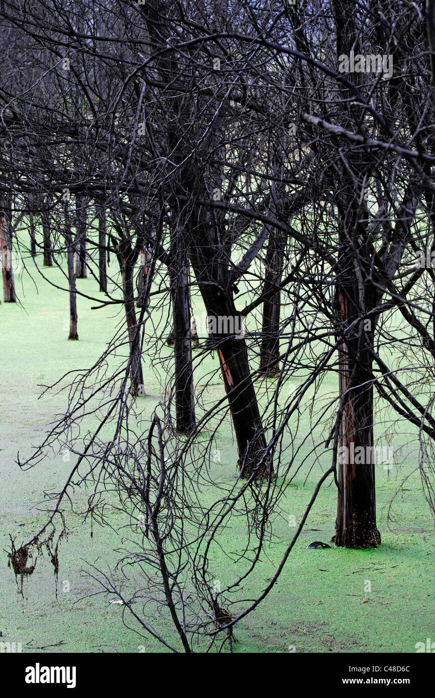Alberi parzialmente sommerso dall'acqua, a causa delle pesanti piogge che corsa il territorio colombiano nel 2011. Sogamoso, Colombia Foto Stock