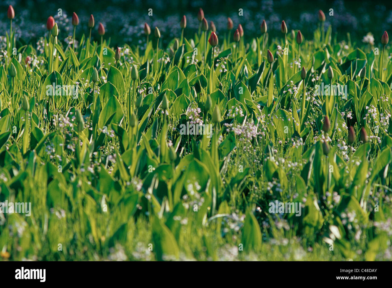 Tulpen, Tulipa-Hybriden, Feld, Tulipa, tulipani, campo Insel Mainau, Isola, Deutschland, Germania Foto Stock