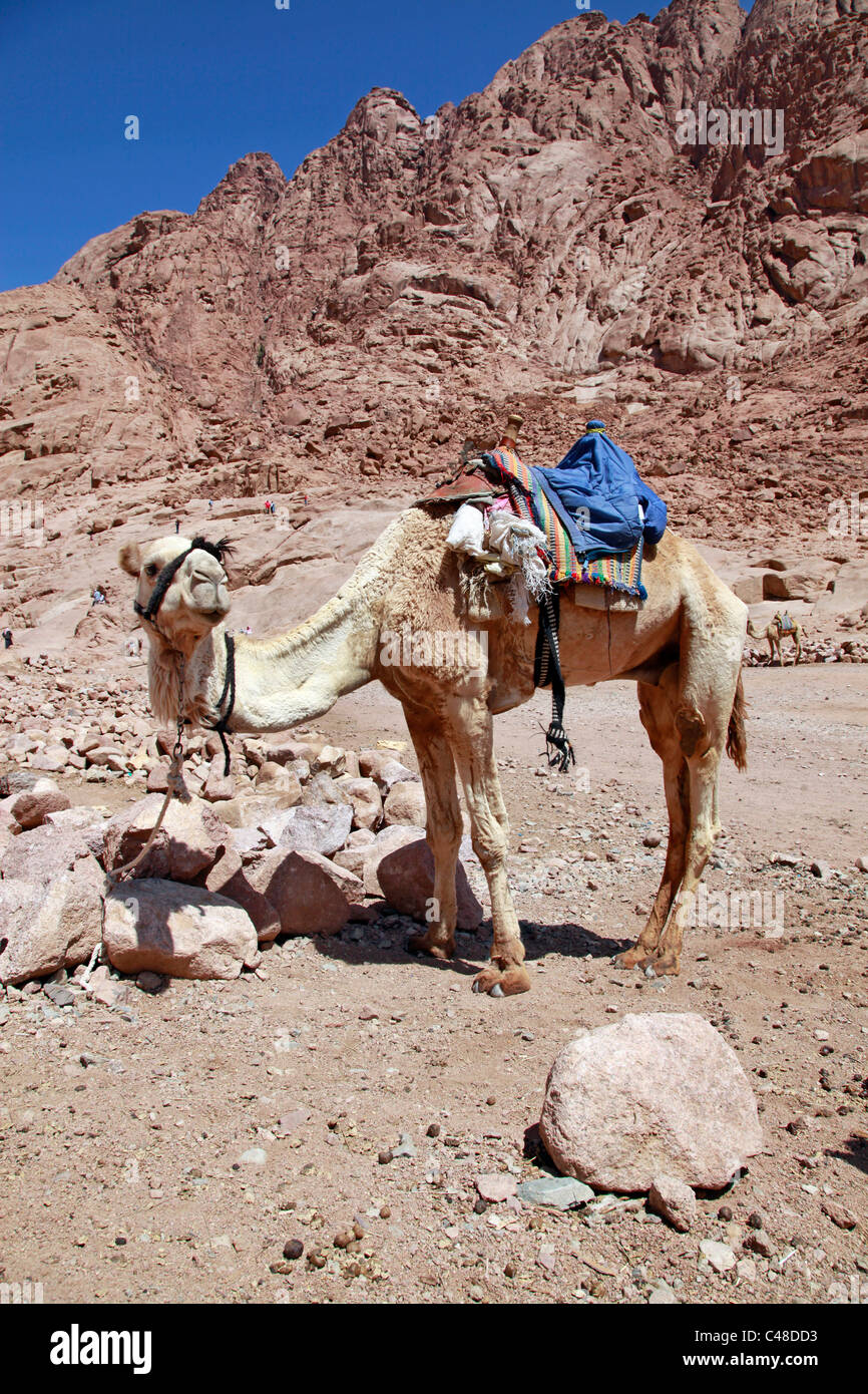 Cammello nel deserto, a sud della penisola del Sinai, Egitto Foto Stock