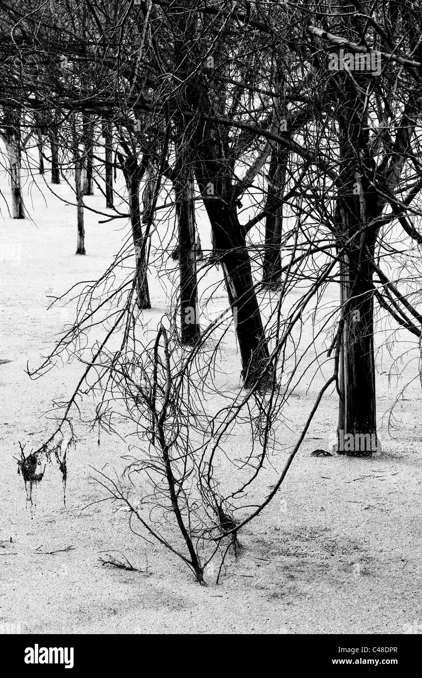 Alberi parzialmente sommerso dall'acqua, a causa delle pesanti piogge che corsa il territorio colombiano nel 2011. Sogamoso, Colombia Foto Stock