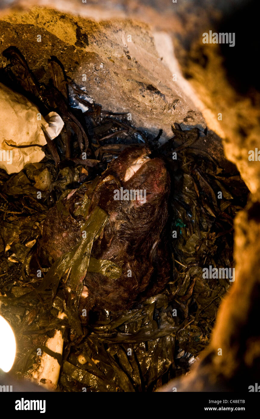 Testa di pecora di essere cotti in un forno di argilla. Foto Stock