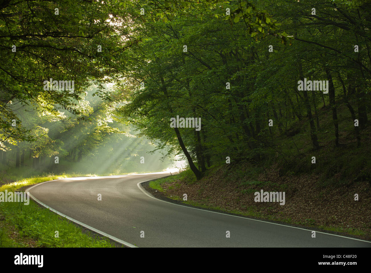 Esposizione a lungo su strada nella foresta di mattina Foto Stock