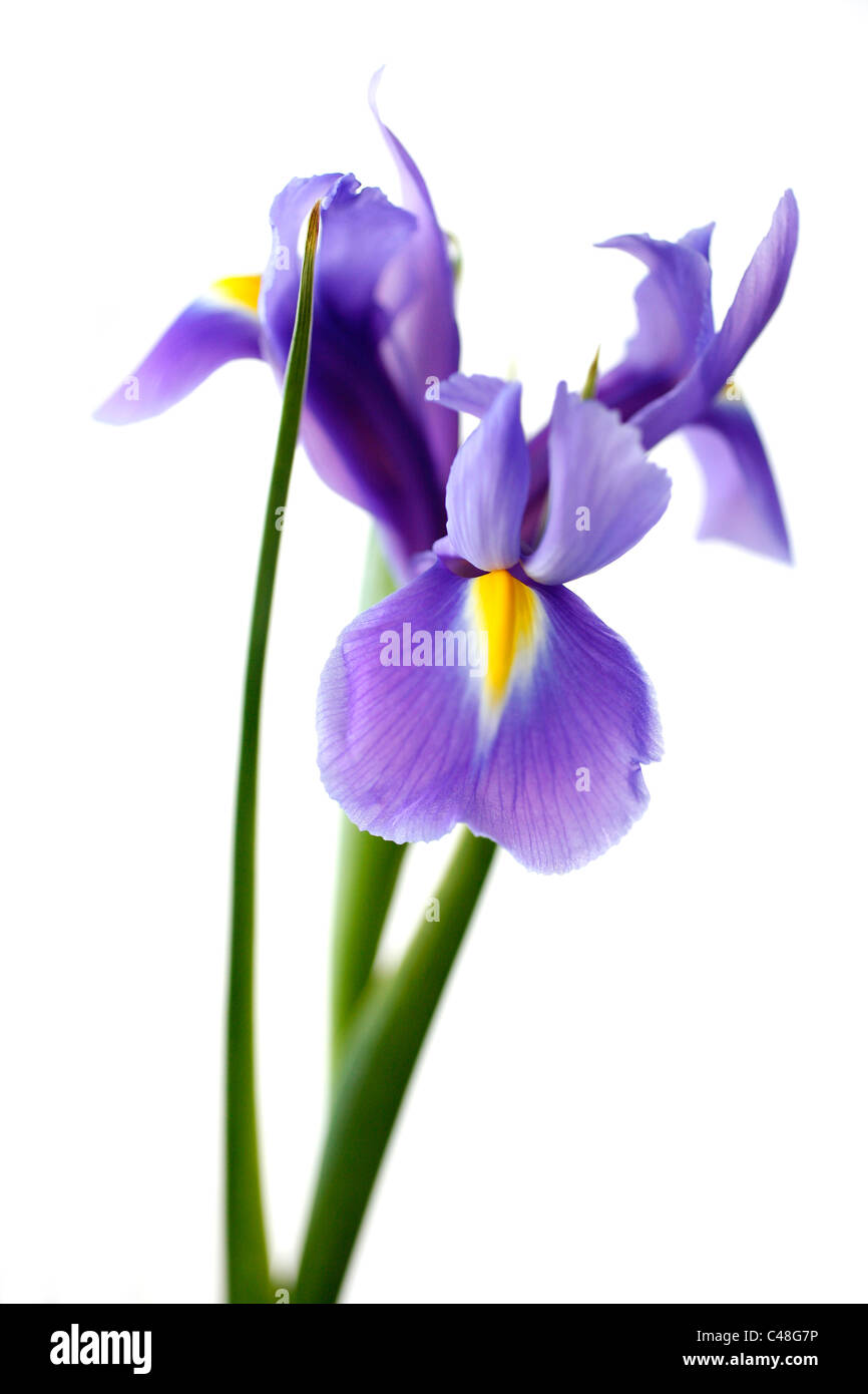 Iris reticulata fiore Foto Stock