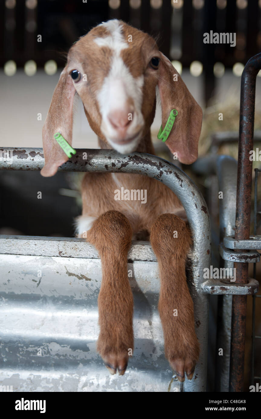 Giovani capre in una fattoria di lavoro chiamato Stockley Farm che è nel Cheshire England. Stockley fattoria è aperta al pubblico e i visitatori possono alimentare le capre. Foto Stock