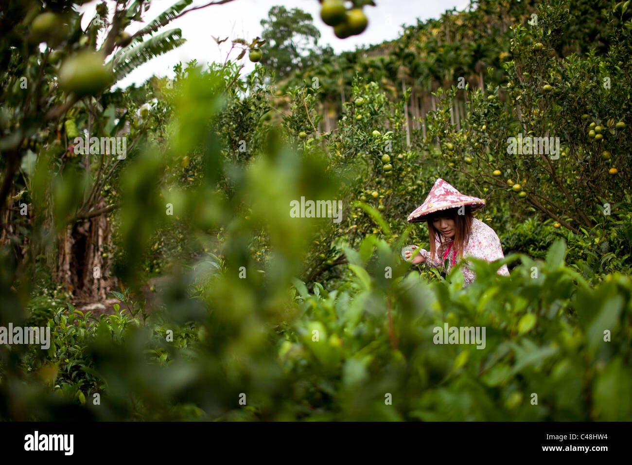 Una donna sceglie il tè durante le riprese di un programma TV su Taiwan, Central Taiwan, 22 ottobre 2010. Foto Stock