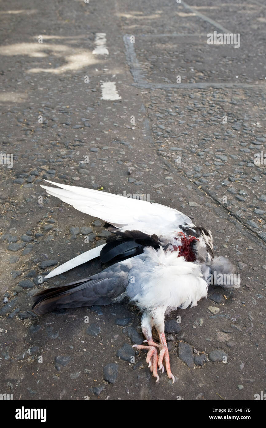 Piccione uccidere immagini e fotografie stock ad alta risoluzione - Alamy