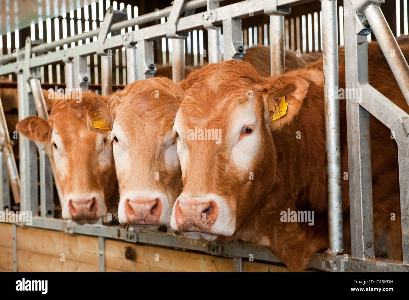 Bovini da carne alimentare attraverso il blocco di alimentazione, di barriere che li mantiene ferma. Foto Stock