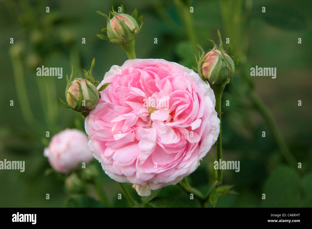 Rosa 'Duchesse de Montebello' AGM Gallica rosa ad arbusto Foto Stock