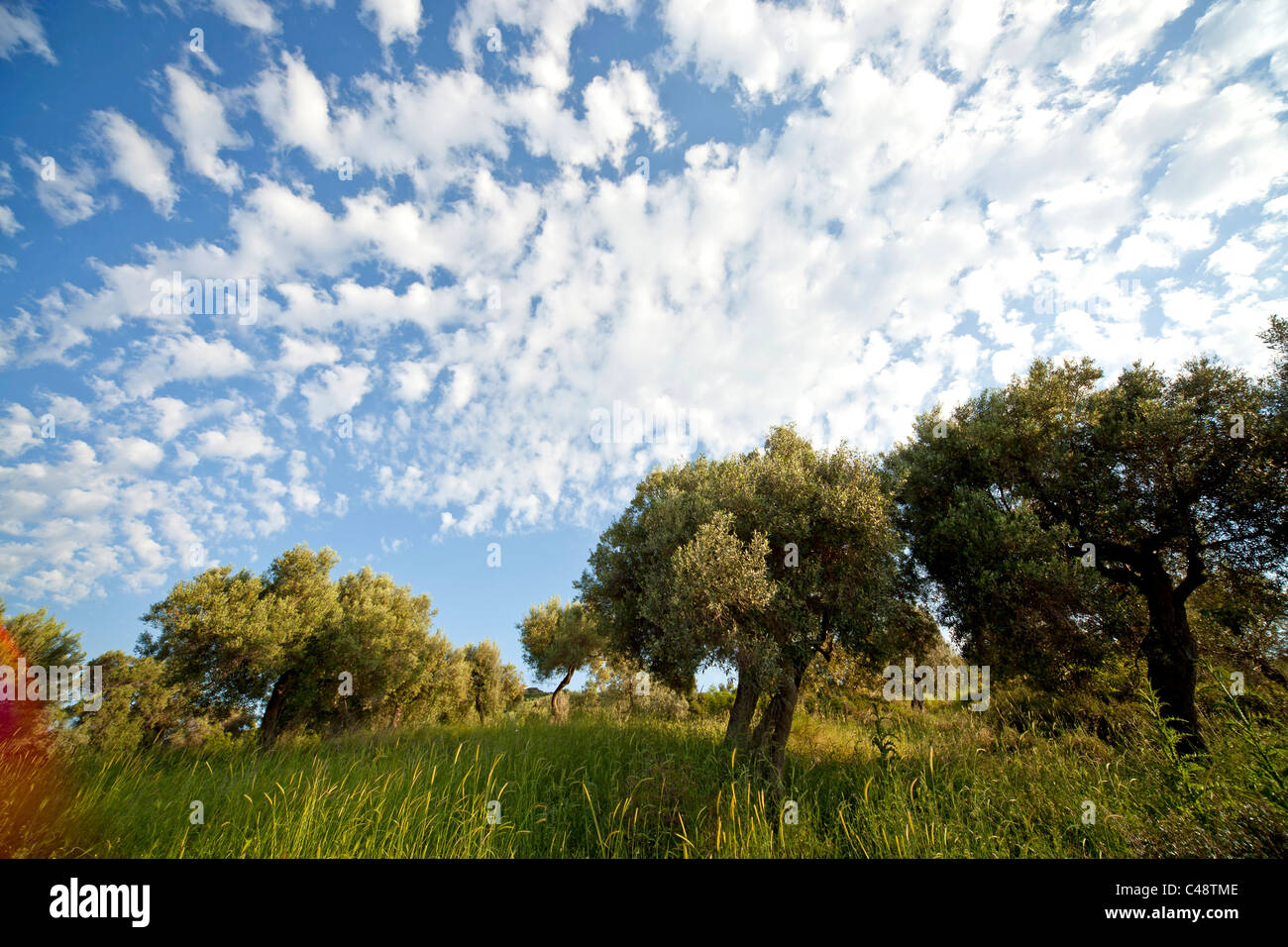 Gli ulivi vicino Toroni, Sithonia, Calcidica, Grecia Foto Stock