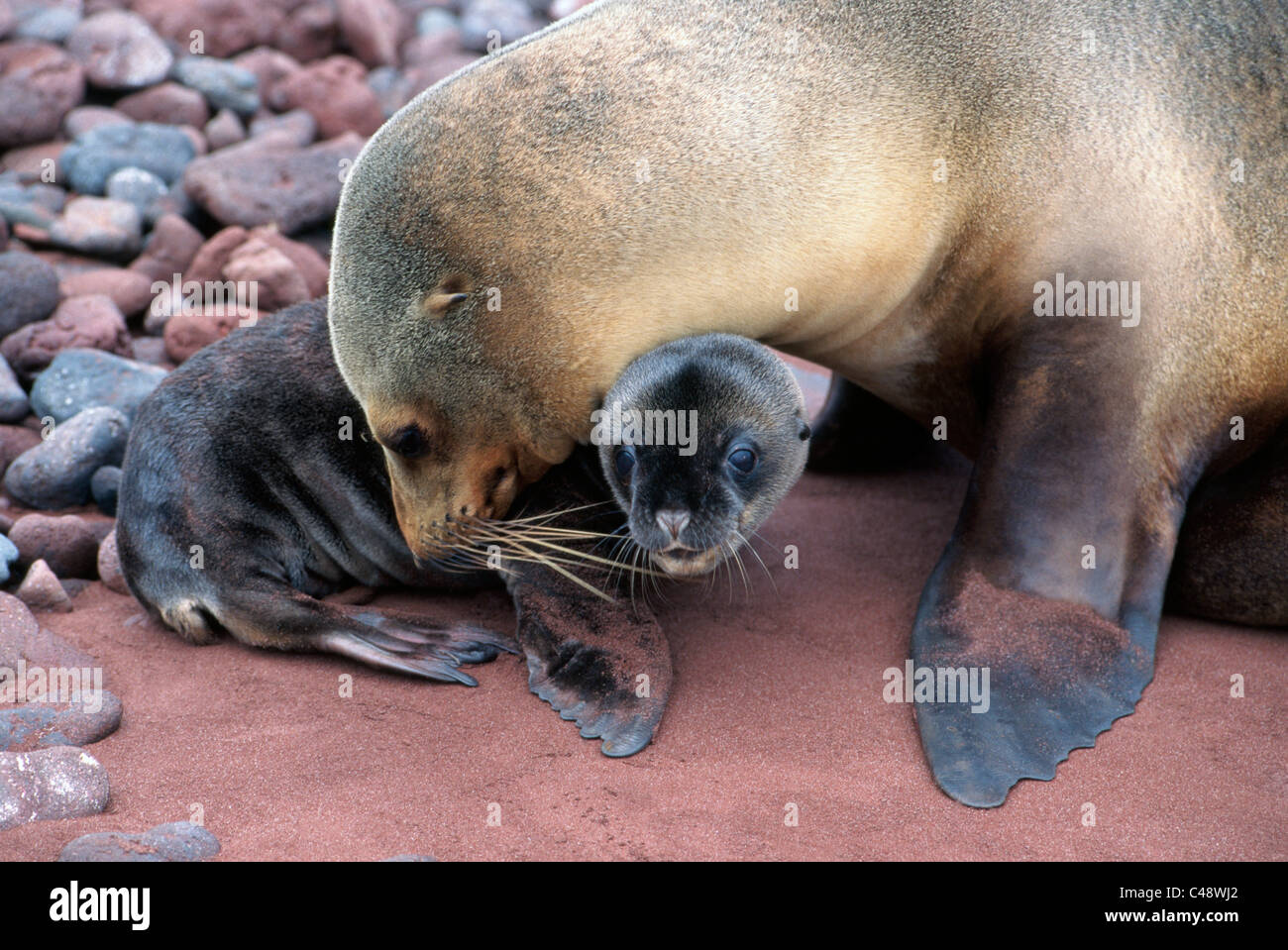 Un Galapagos sea lion madre nuzzles il suo cucciolo in quanto essi appoggiano sulla rosa alla spiaggia di sabbia di Isola Rabida nelle Galapagos Isole nell'Oceano Pacifico. Foto Stock
