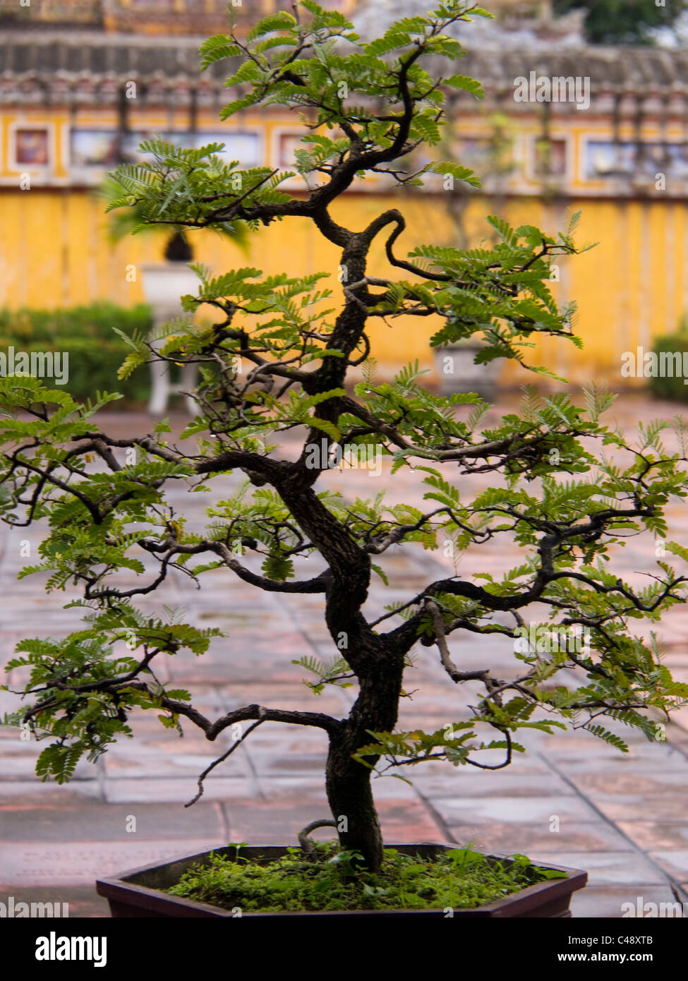Albero miniaturizzato dentro il Palazzo Imperiale di Hue, Vietnam Foto Stock