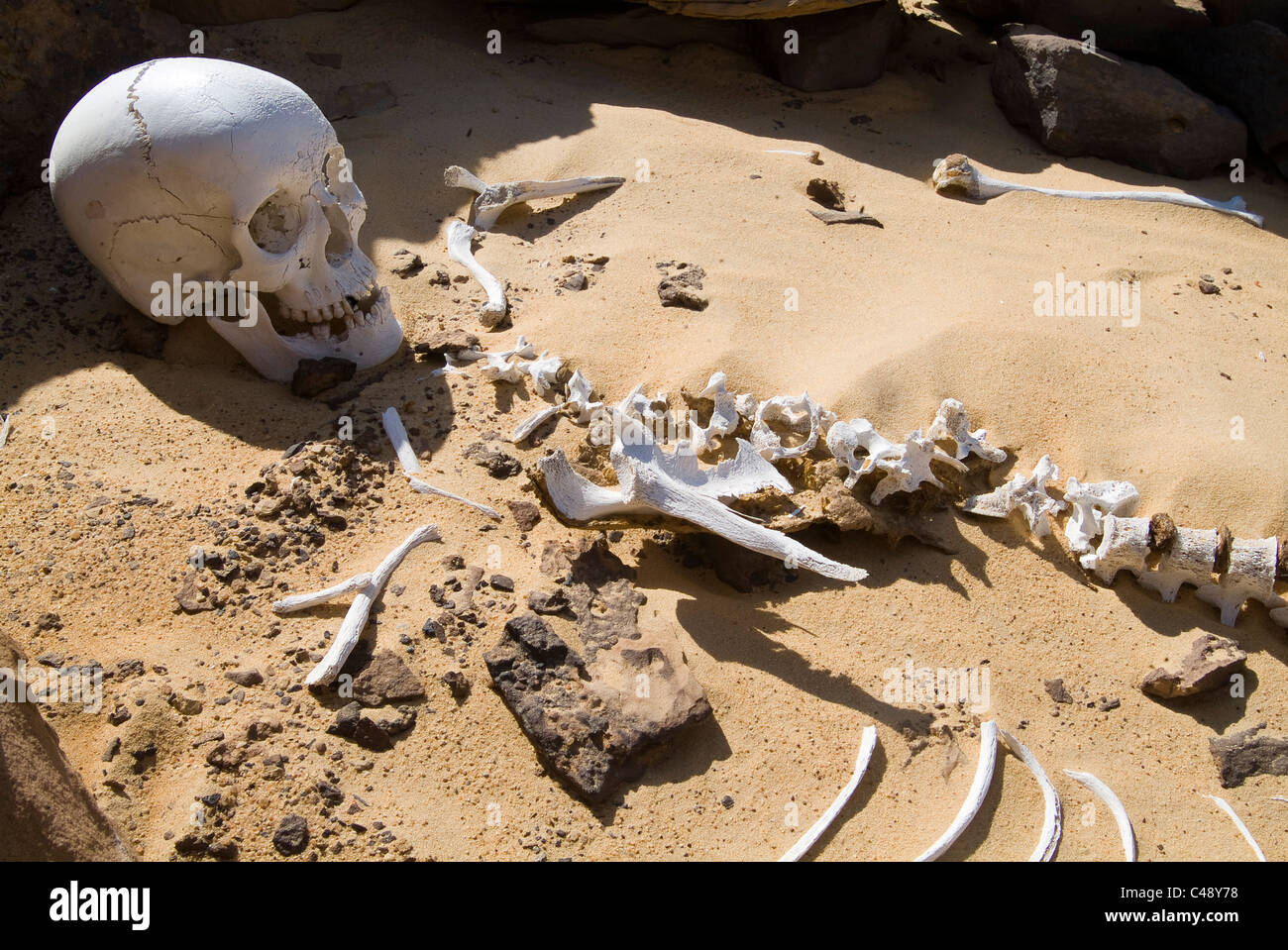 Fotografia di uno scheletro in un sito di scavo nel deserto occidentale di Egitto Foto Stock
