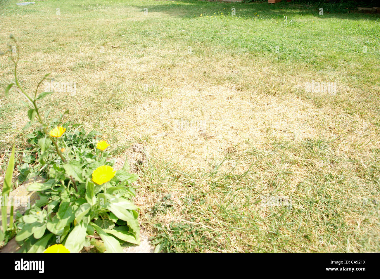 Erba di prato / in una Sussex Garden scorched fino a causa della mancanza di pioggia (Inghilterra del sud) Foto Stock