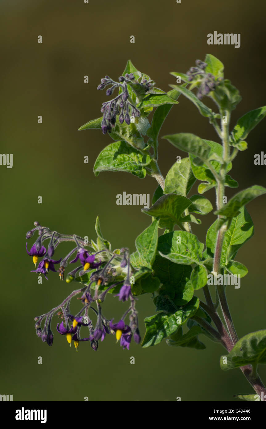 Agrodolce fiori in close-up Foto Stock