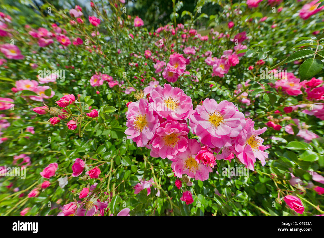 Piccole rose rosa nel giardino di rose giardinaggio hiprose anca rosa canina eglantine luminoso verde brillante amore bella bella bellezza di grazia Foto Stock