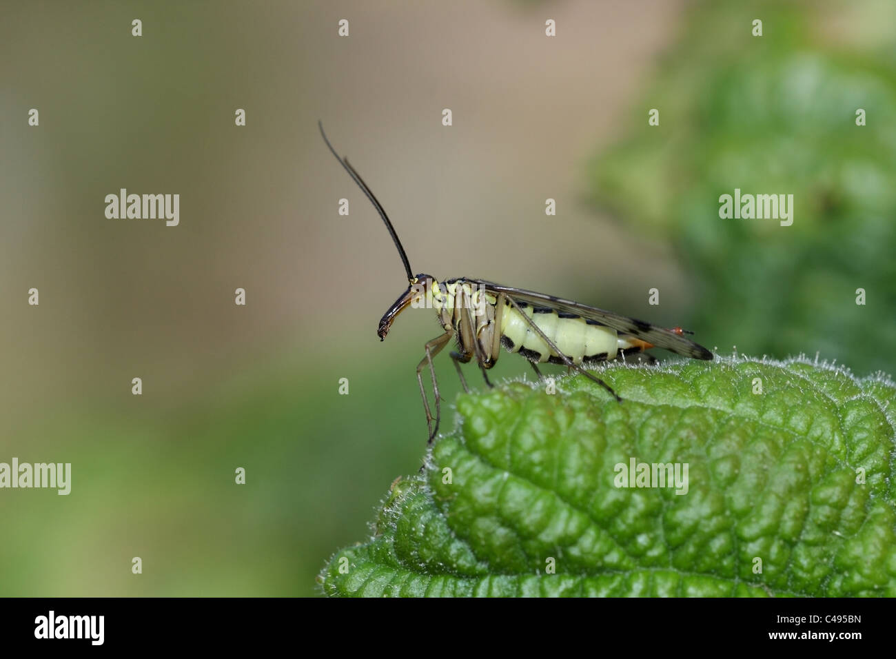 Scorpione femmina Fly Panorpa spp ordine Mecoptera Foto Stock