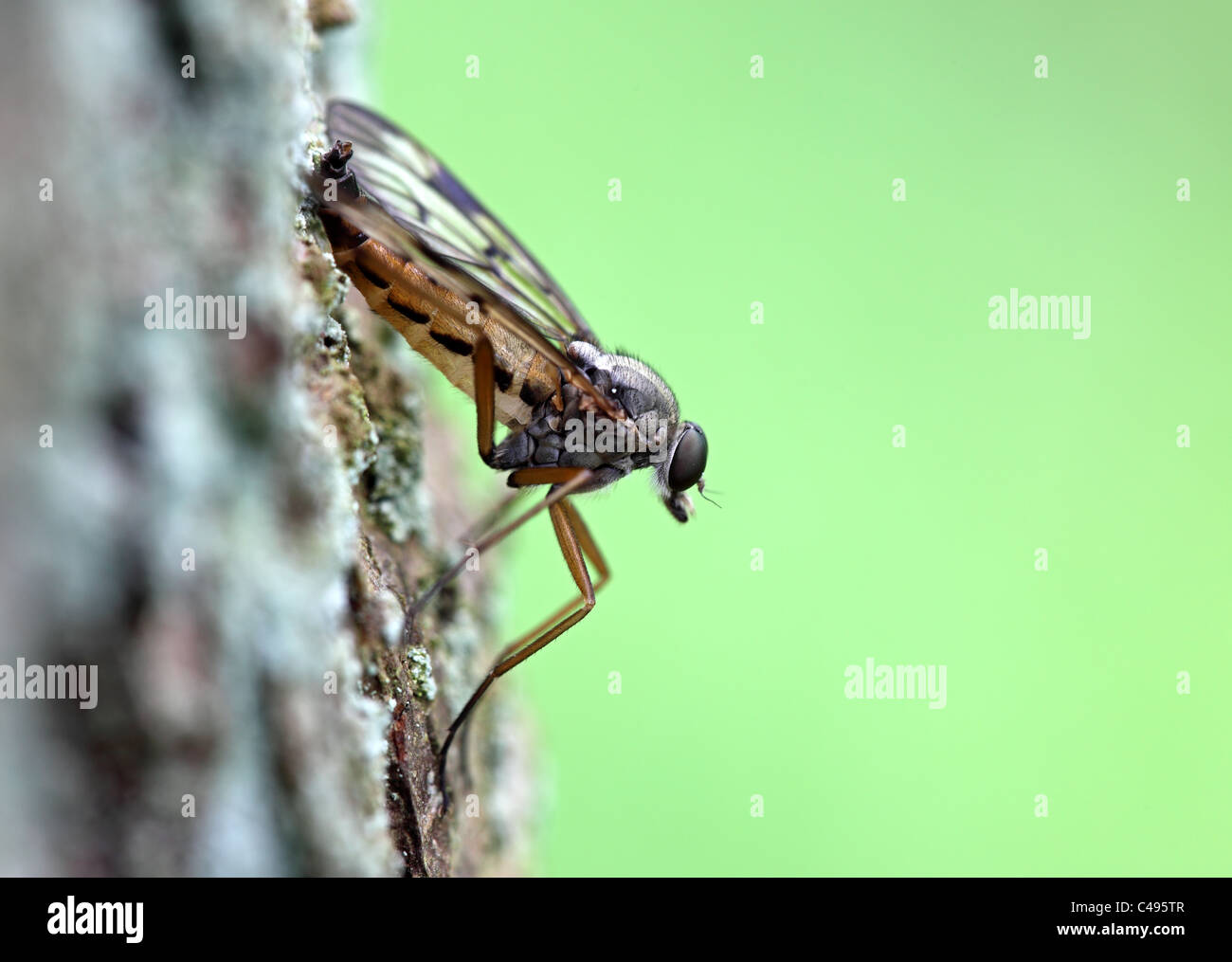 Rhagio Snipe-Fly scolopaceus noto anche come Down-Looker Fly REGNO UNITO Foto Stock