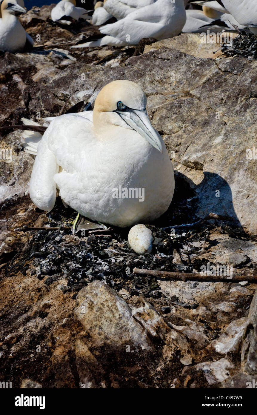 Gannett nesting con uovo. Foto Stock