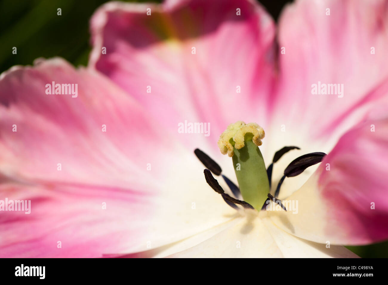 Tulipa 'Weber pappagallo", Parrot Tulip, in fiore Foto Stock