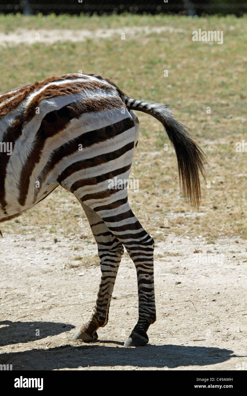 Un Grant's zebra, Equus quagga boehmi, hind trimestre. Cape May County Zoo, Cape May Courthouse, New Jersey, STATI UNITI D'AMERICA Foto Stock