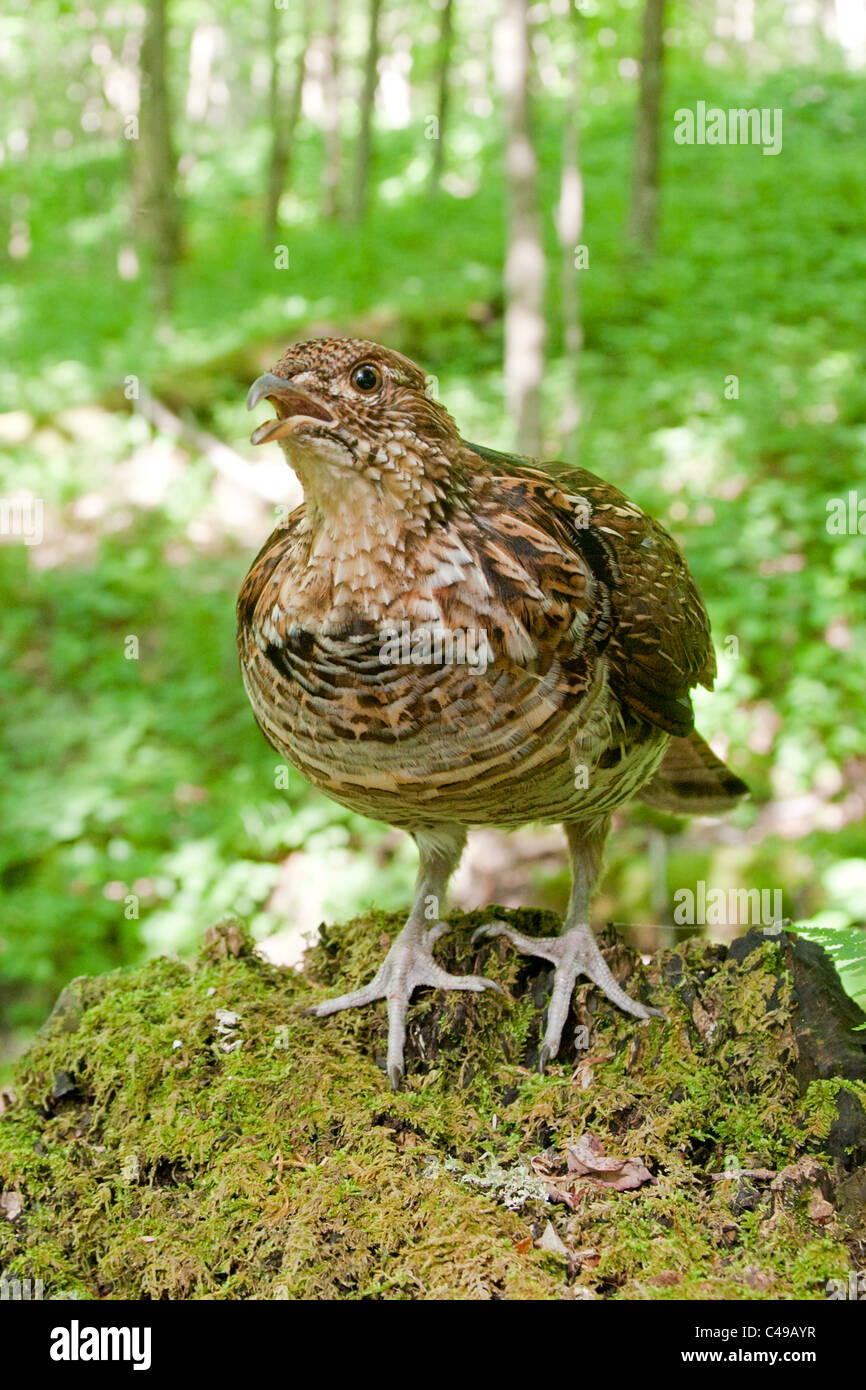 Tetraone dal collare Foto Stock