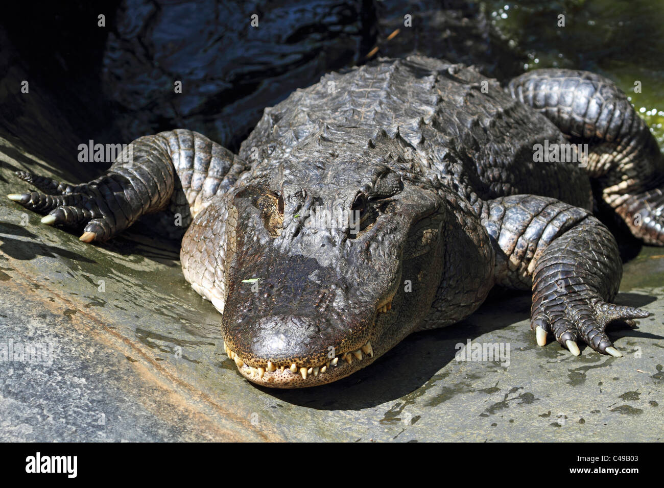 Un American Alligator Alligator mississippiensis. Cape May County Zoo, Cape May Courthouse, New Jersey, STATI UNITI D'AMERICA Foto Stock