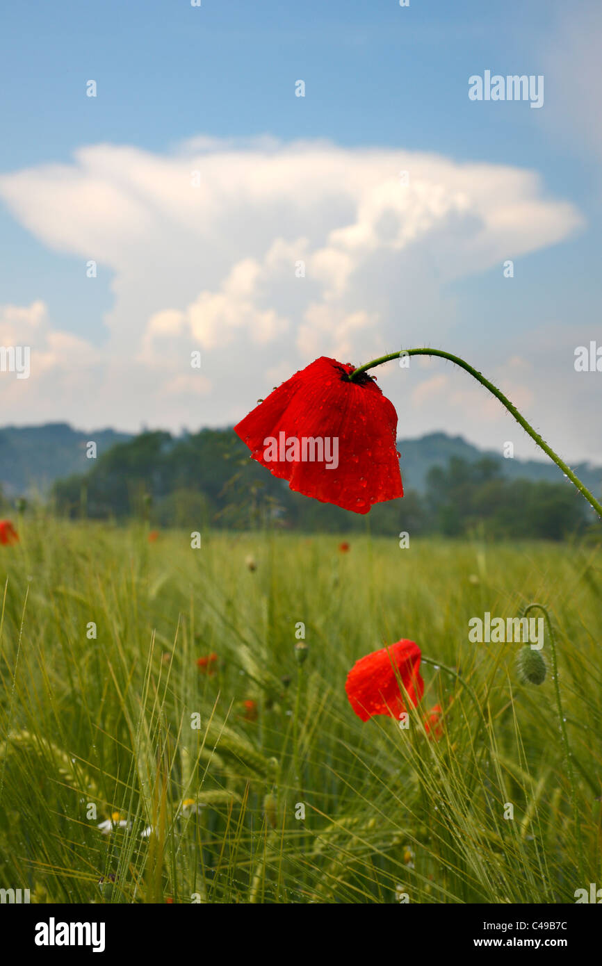 Papavero Foto Stock