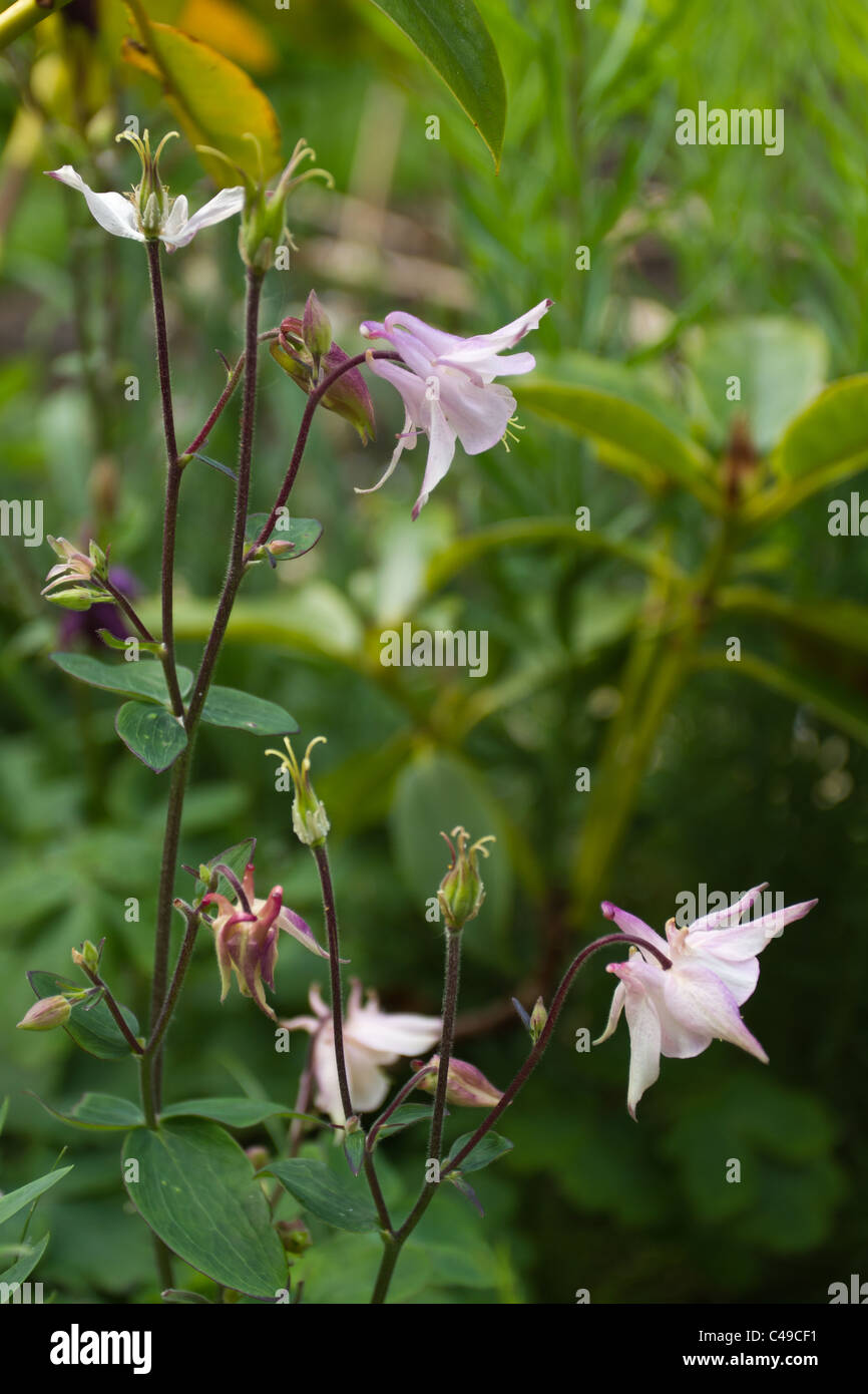 Aquilegia selvaggio fiore in fiore nel paese di lingua inglese il giardino. Foto Stock