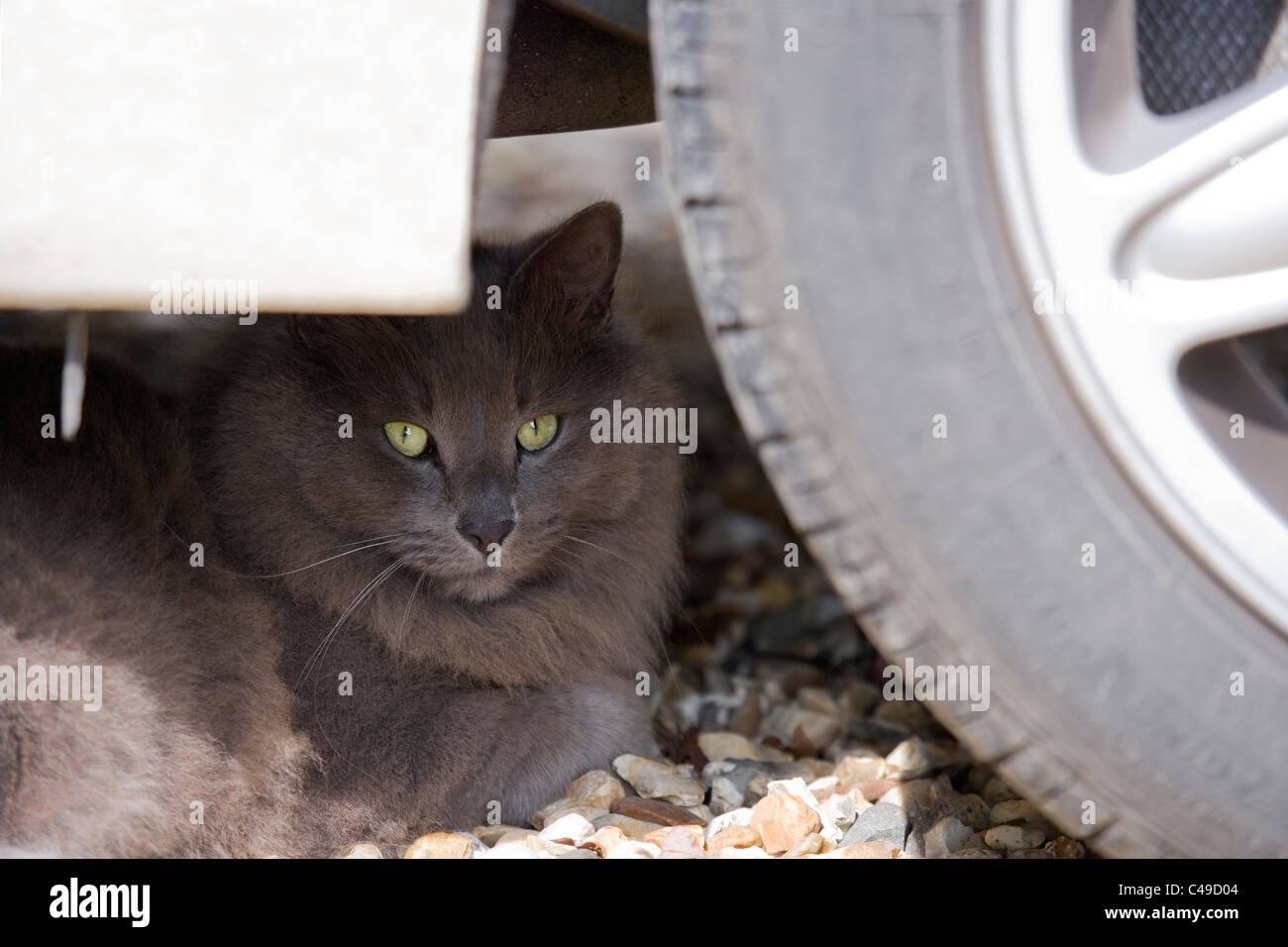 Il gatto domestico singolo adulto che si nasconde sotto la ruota auto per ombra REGNO UNITO Foto Stock