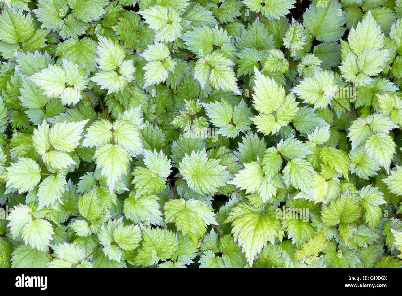 Astilbe piante erbacee perenni Foglie di piante di sfondo Foto Stock