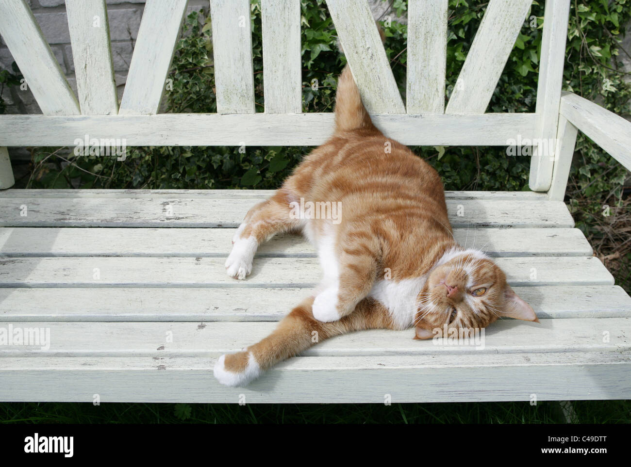 Il gatto domestico singolo adulto in appoggio su un bancale REGNO UNITO Foto Stock