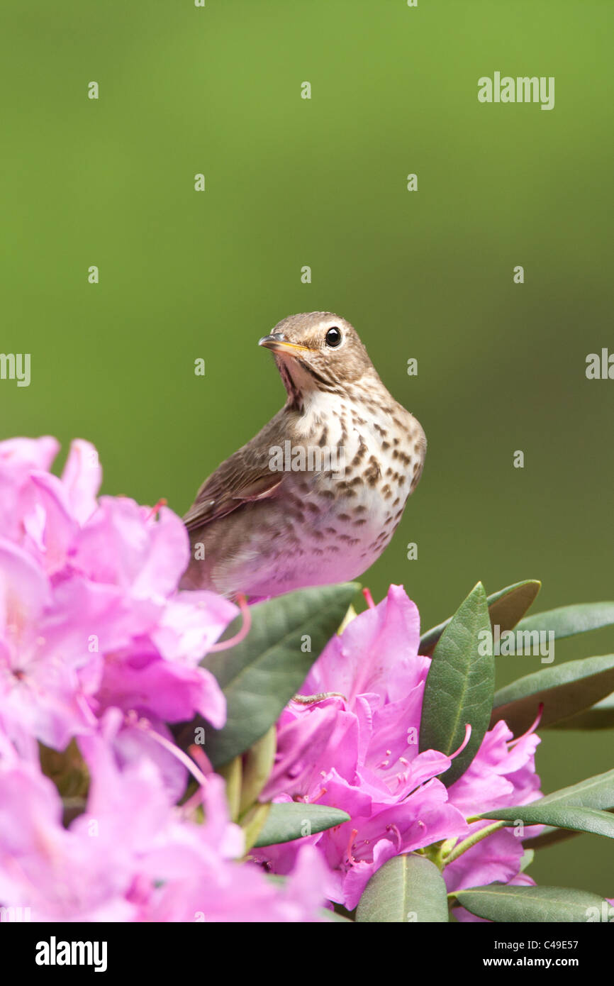 Swainson il tordo si appollaia in fiori di rododendro - Verticale Foto Stock