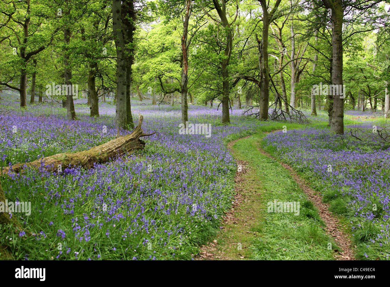Bluebell boschi Perthshire Scozia Scotland Foto Stock