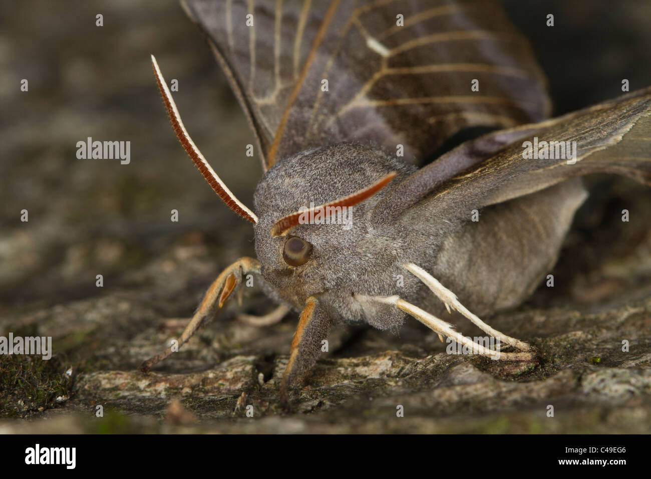 Il PIOPPO Hawkmoth (Laothoe populi) appoggiato su di un ramo di albero Foto Stock