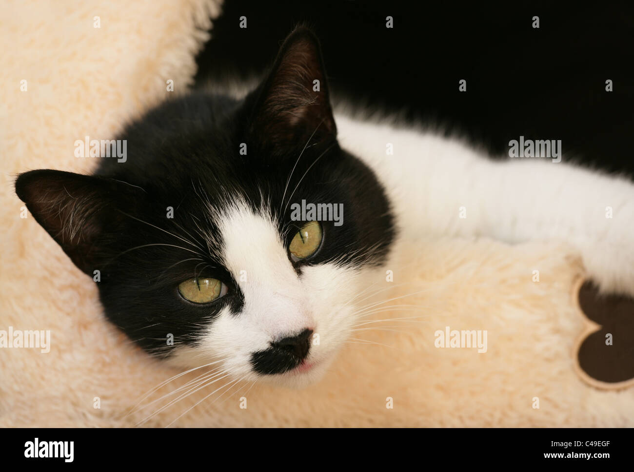 Il gatto domestico singolo adulto maschio UK di appoggio Foto Stock