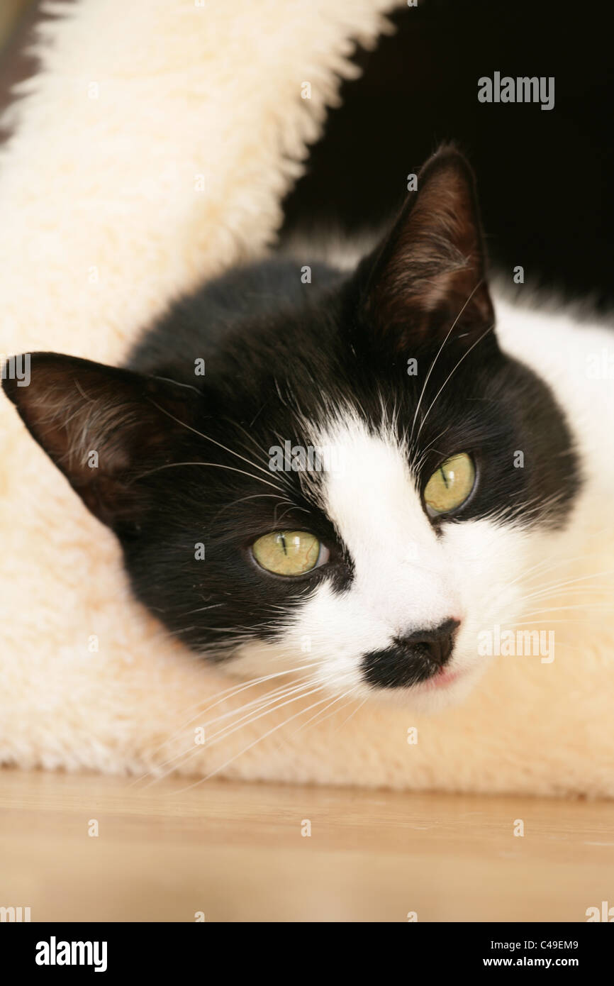Il gatto domestico singolo adulto maschio UK di appoggio Foto Stock