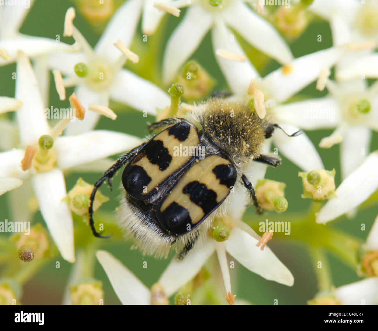 Bee Beetle (Trichius fasciatus), Francia Foto Stock