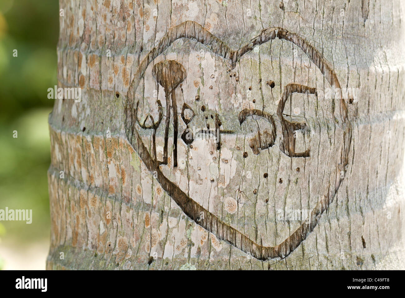 Il messaggio di amore in alfabeto tailandese scolpite nella struttura ad albero di noce di cocco trunk Foto Stock