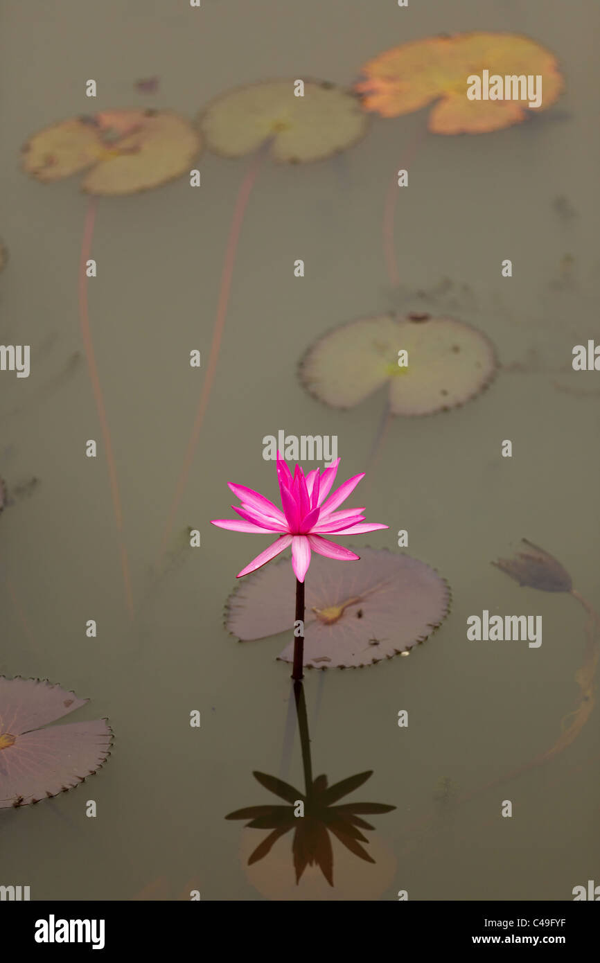 Acqua di rosa Giglio Fiore con ombra riflesso sull'acqua Foto Stock