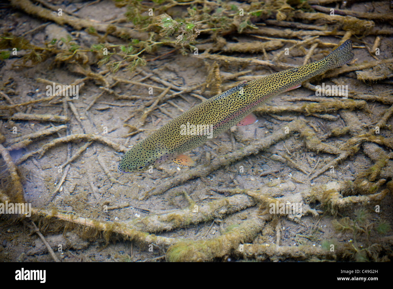 Un selvaggio della trota arcobaleno (Oncorhynchus mykiss) nuoto in corrispondenza della superficie di un fiume Auvergne (Francia). Truite Arc-en-ciel en Auvergne Foto Stock