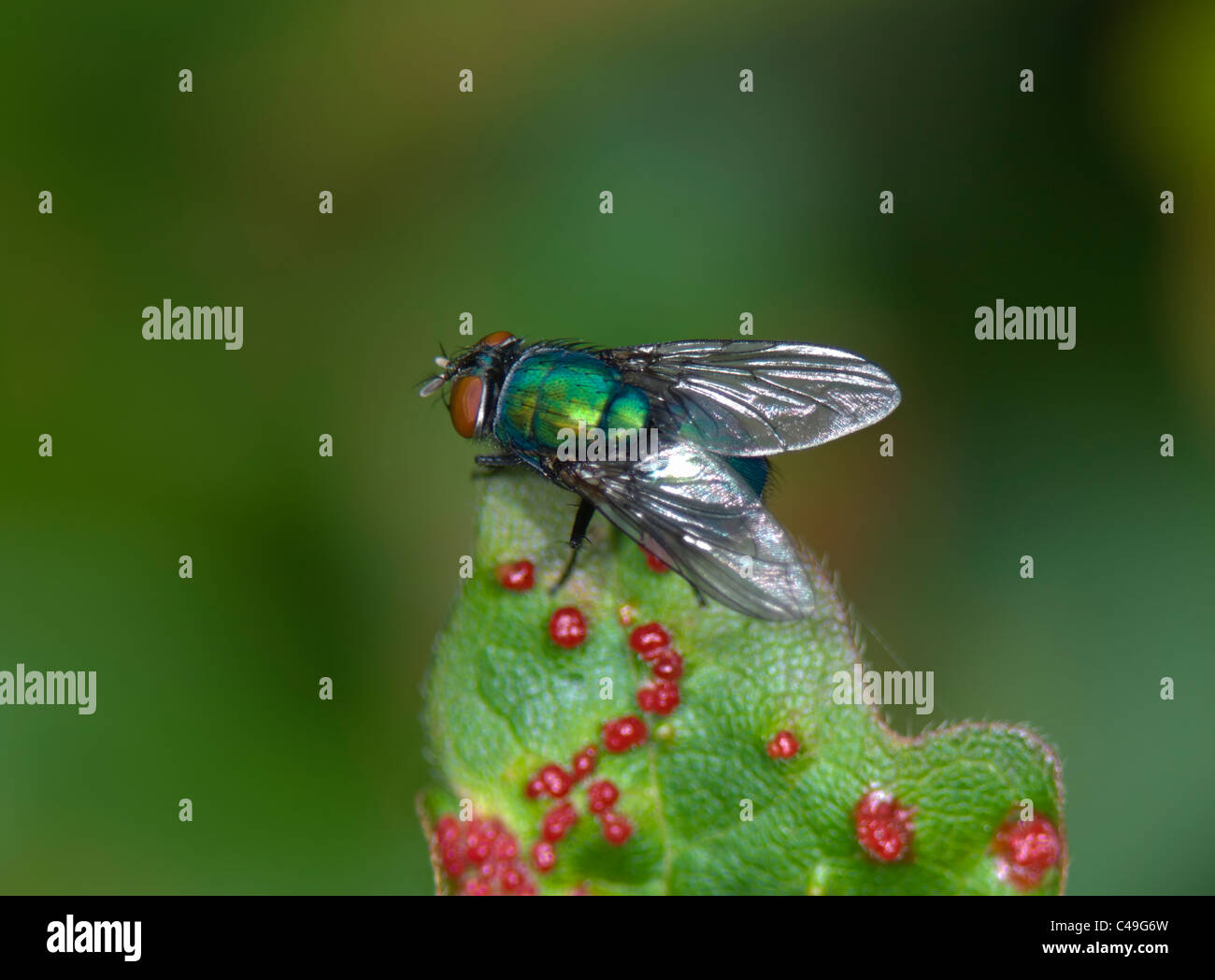 Soffiare Fly (Cynomyia mortuorum), Francia Foto Stock