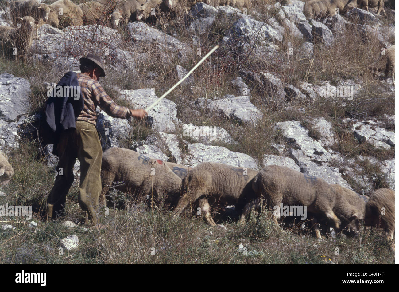 Fotografia di un italiano di pastore e il suo flok Foto Stock