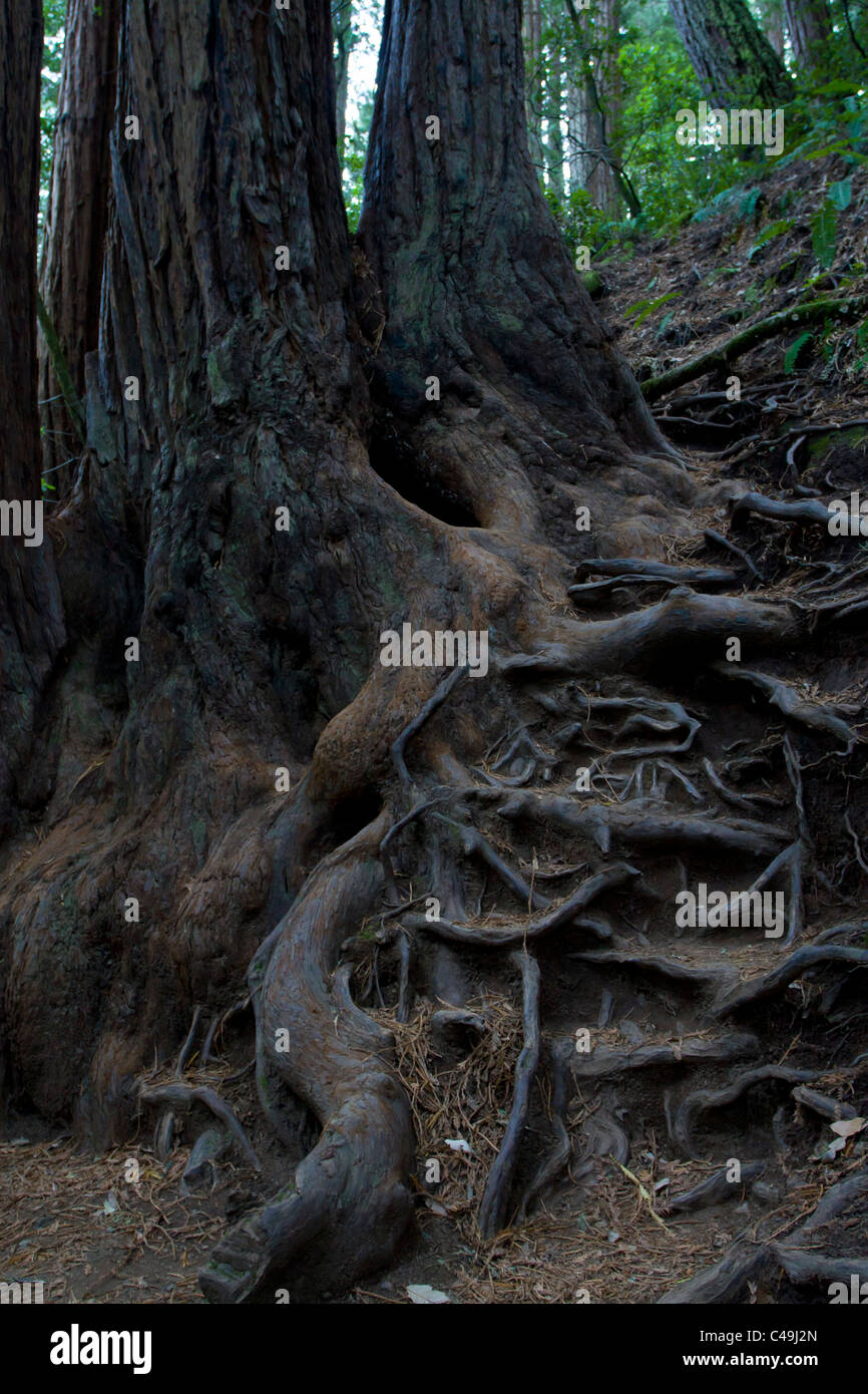 Nodose radici di una coppia di redwoods in legno Muir, California. Foto Stock