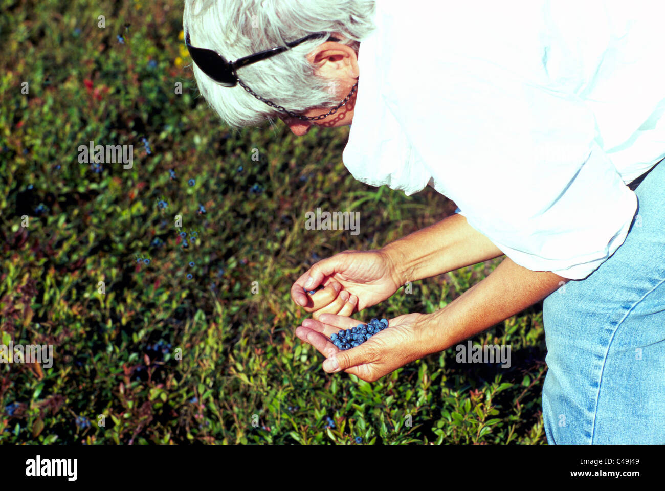 Donna di mezza età di mirtilli di prelievo dal piccolo mirtillo selvatico Bush nel campo vicino fiume diligente, Nova Scotia, Canada Foto Stock